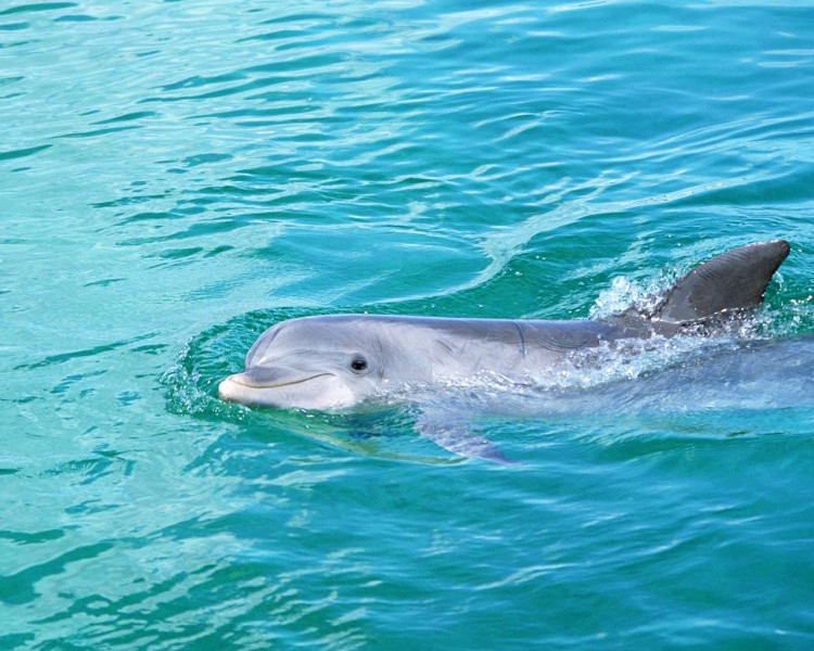 海豚圖片