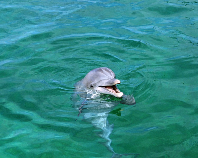 海豚圖片