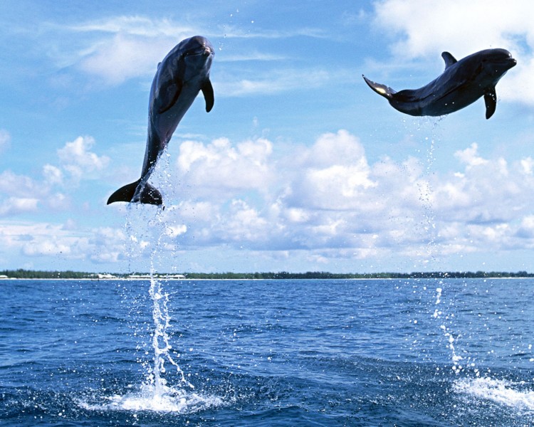 海豚圖片