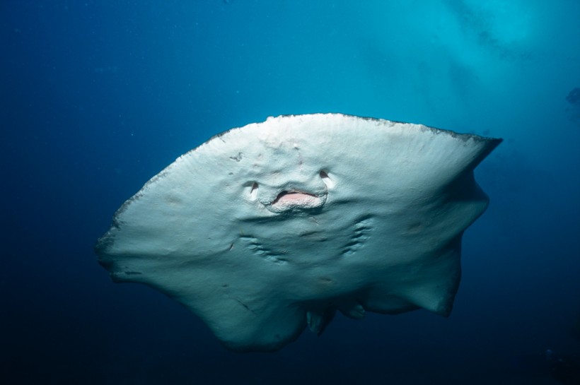 海洋魚類生物特寫圖片