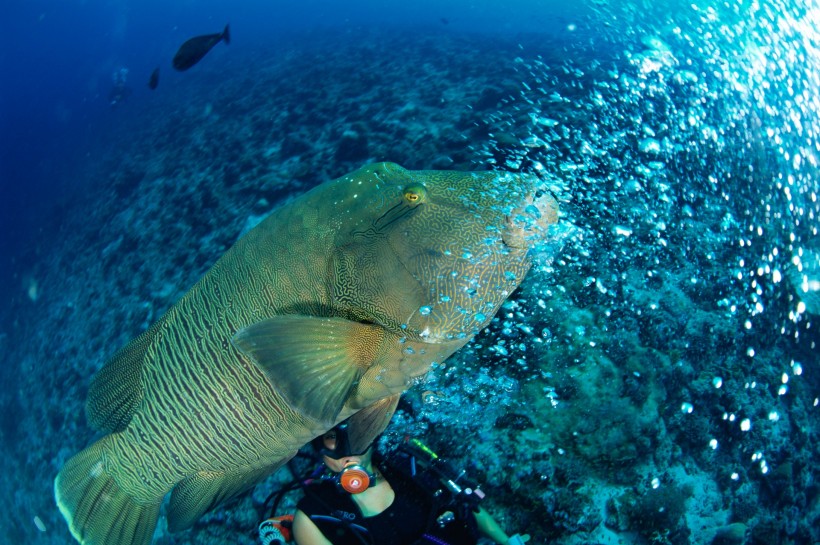 海洋魚類生物特寫圖片