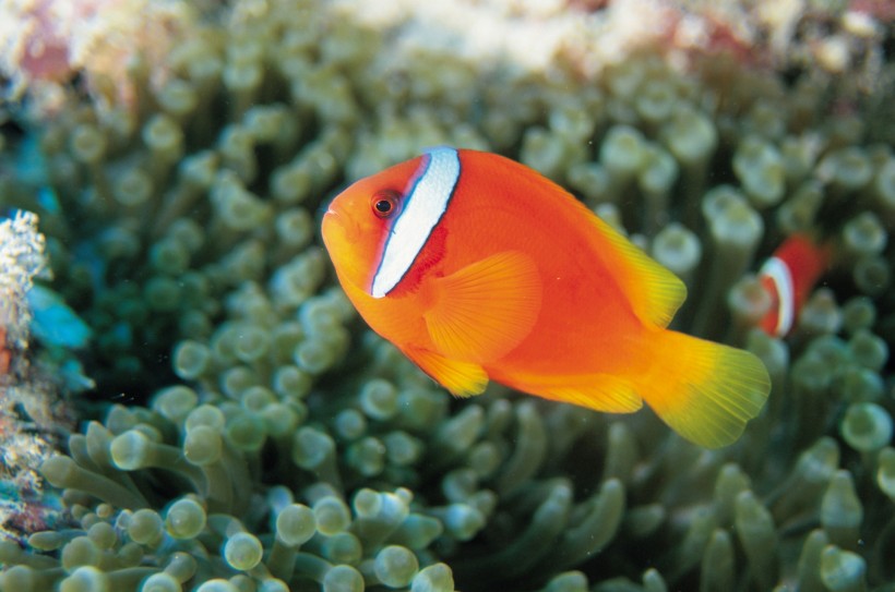 海洋魚類生物特寫圖片