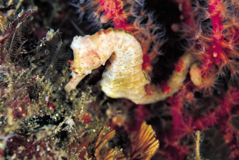 海洋魚類生物特寫圖片