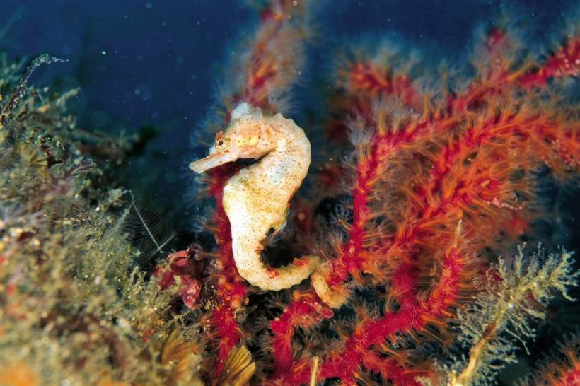 海洋魚類生物特寫圖片