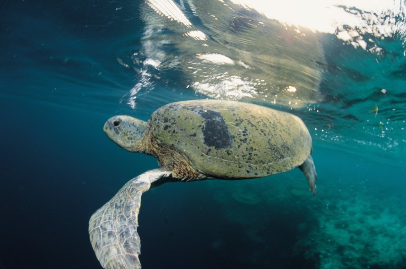 海洋魚類生物特寫圖片