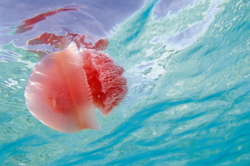 海洋魚類生物特寫圖片