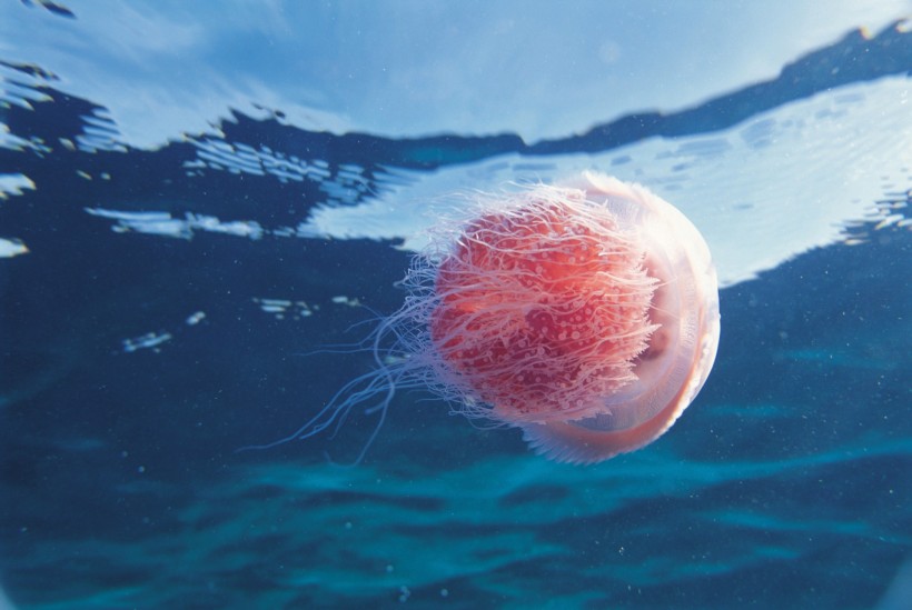 海洋魚類生物特寫圖片