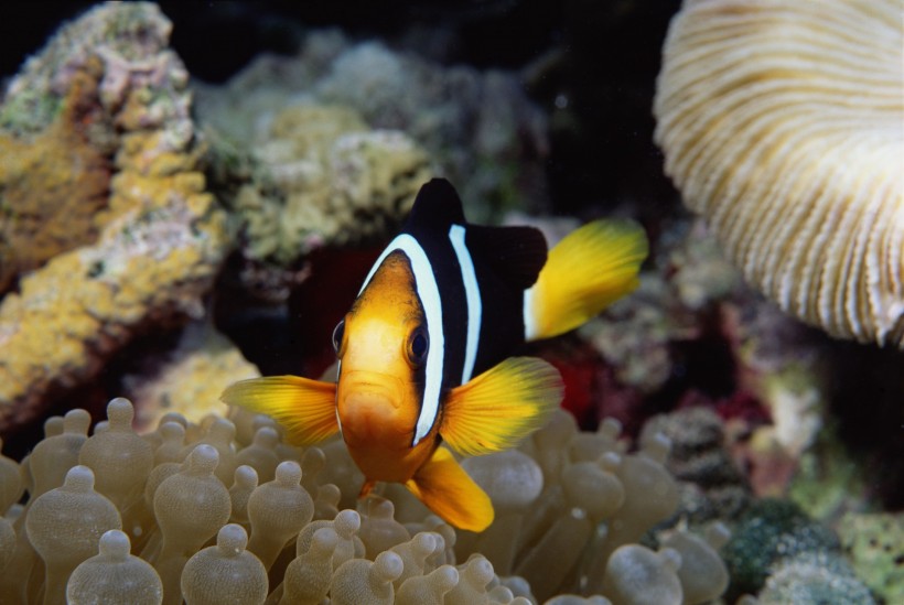 海洋魚類生物特寫圖片