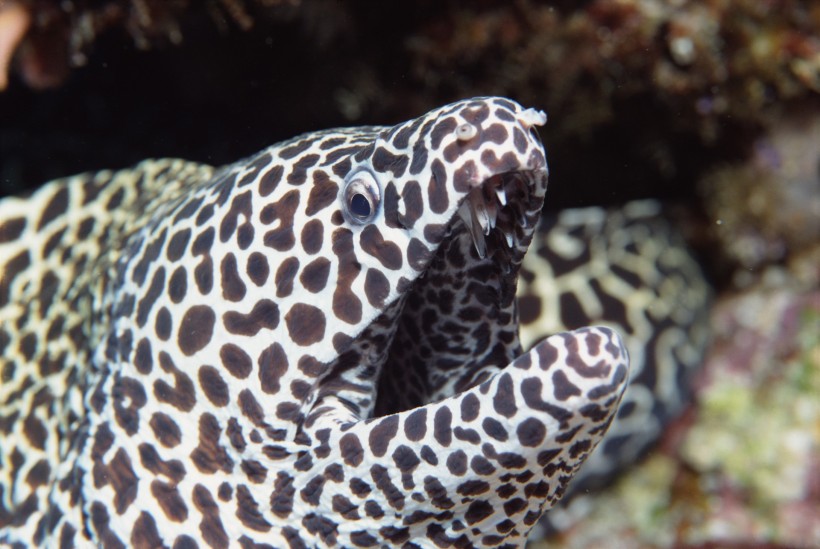 海洋魚類生物特寫圖片