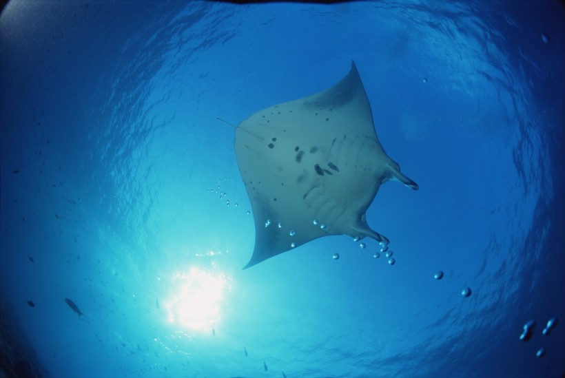 海洋魚類生物特寫圖片