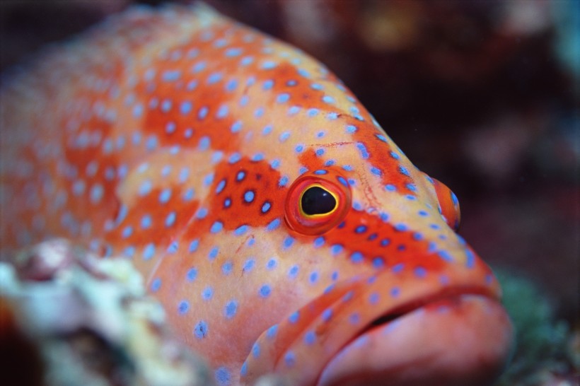 海洋魚類生物特寫圖片