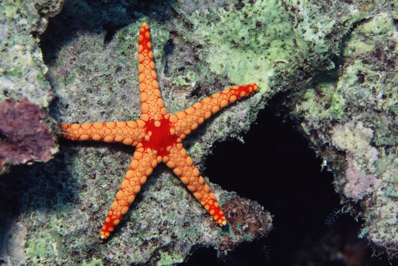 海洋魚類生物特寫圖片