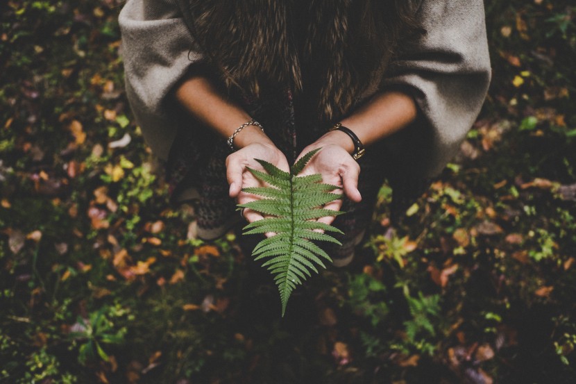 拿樹葉的人物圖片