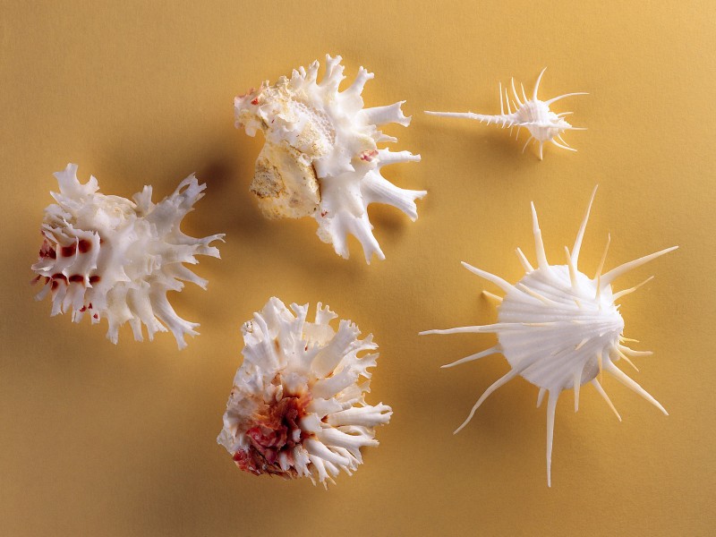 貝殼海螺圖片