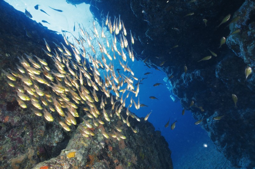 深海魚群圖片