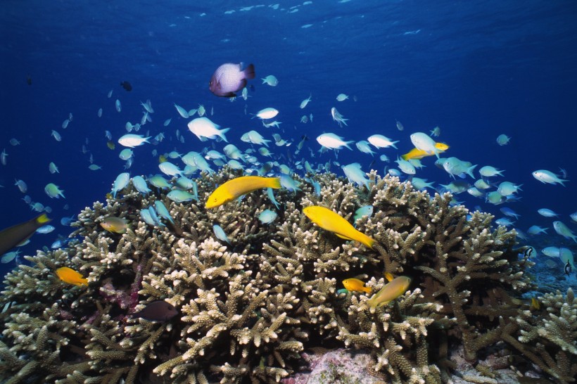 深海魚群圖片