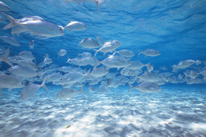 深海魚群圖片