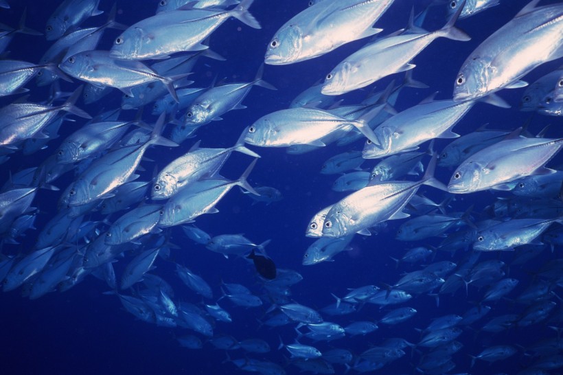 深海魚群圖片