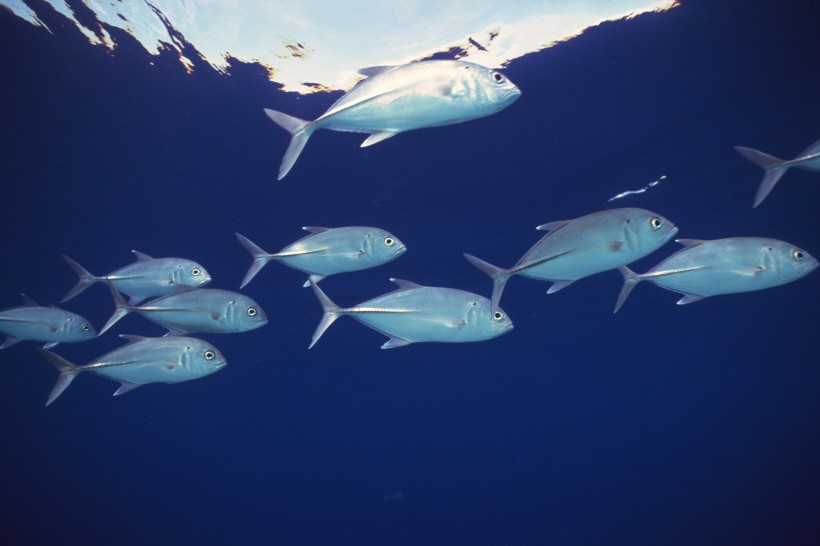 深海魚群圖片