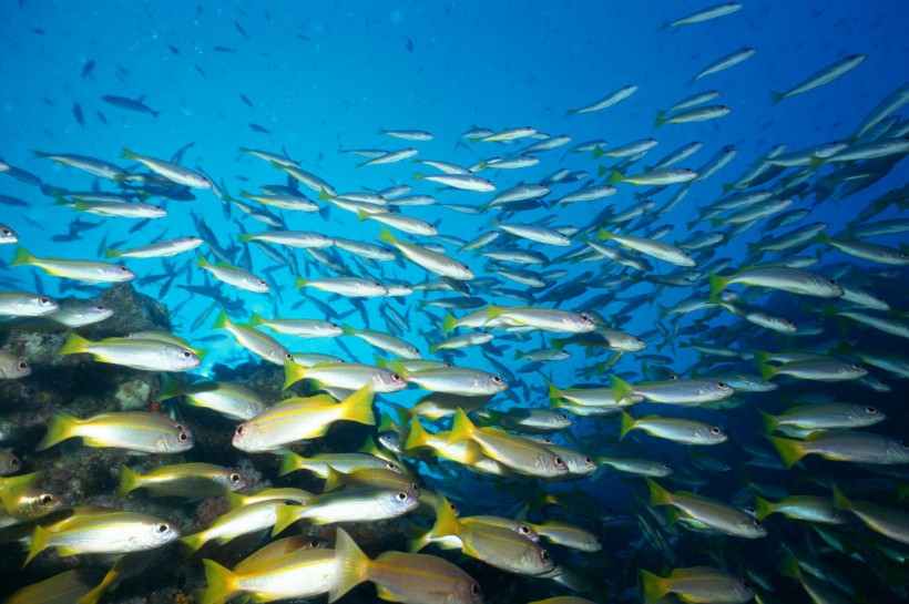 深海魚群圖片