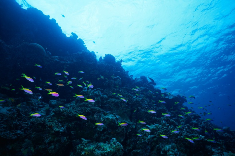 深海魚群圖片