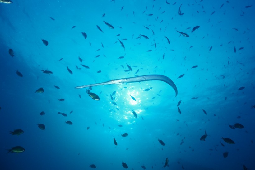 深海魚群圖片