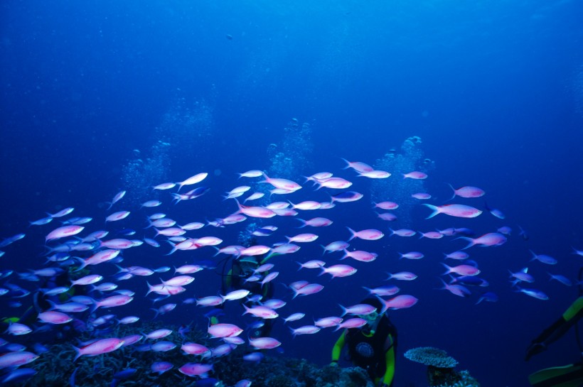 深海魚群圖片