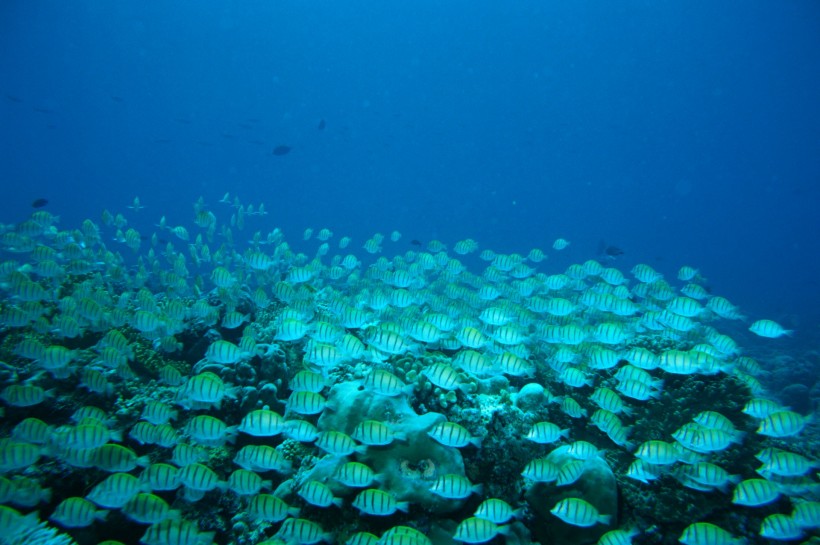 深海魚群圖片