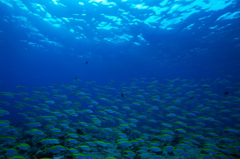 深海魚群圖片