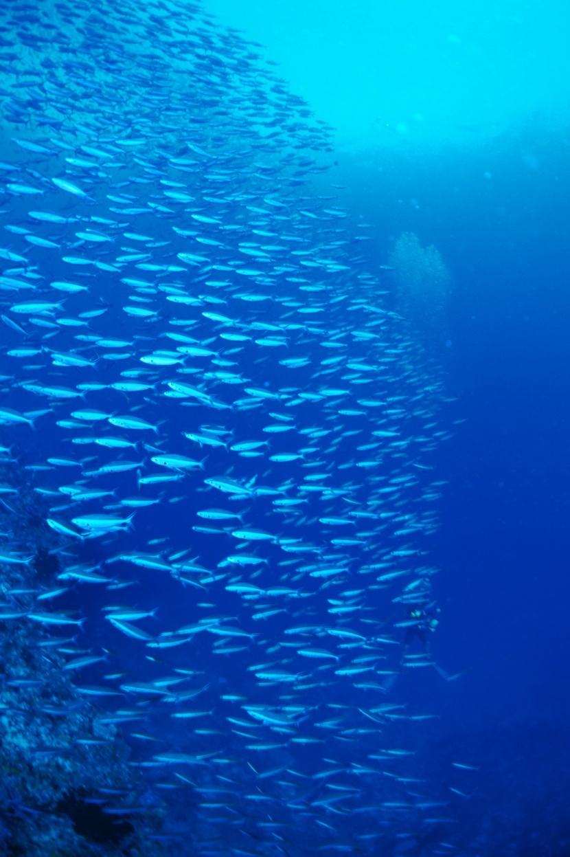 深海魚群圖片