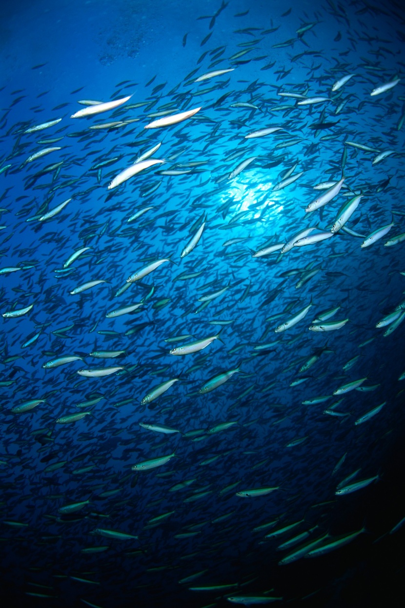 深海魚群圖片