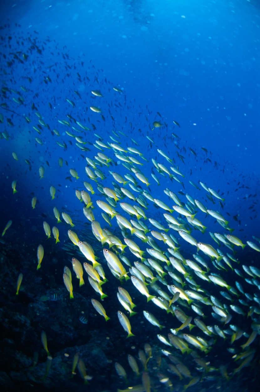 深海魚群圖片