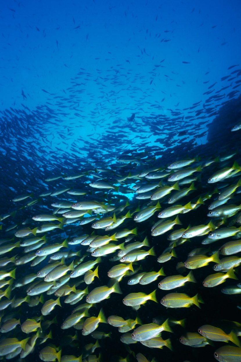 深海魚群圖片