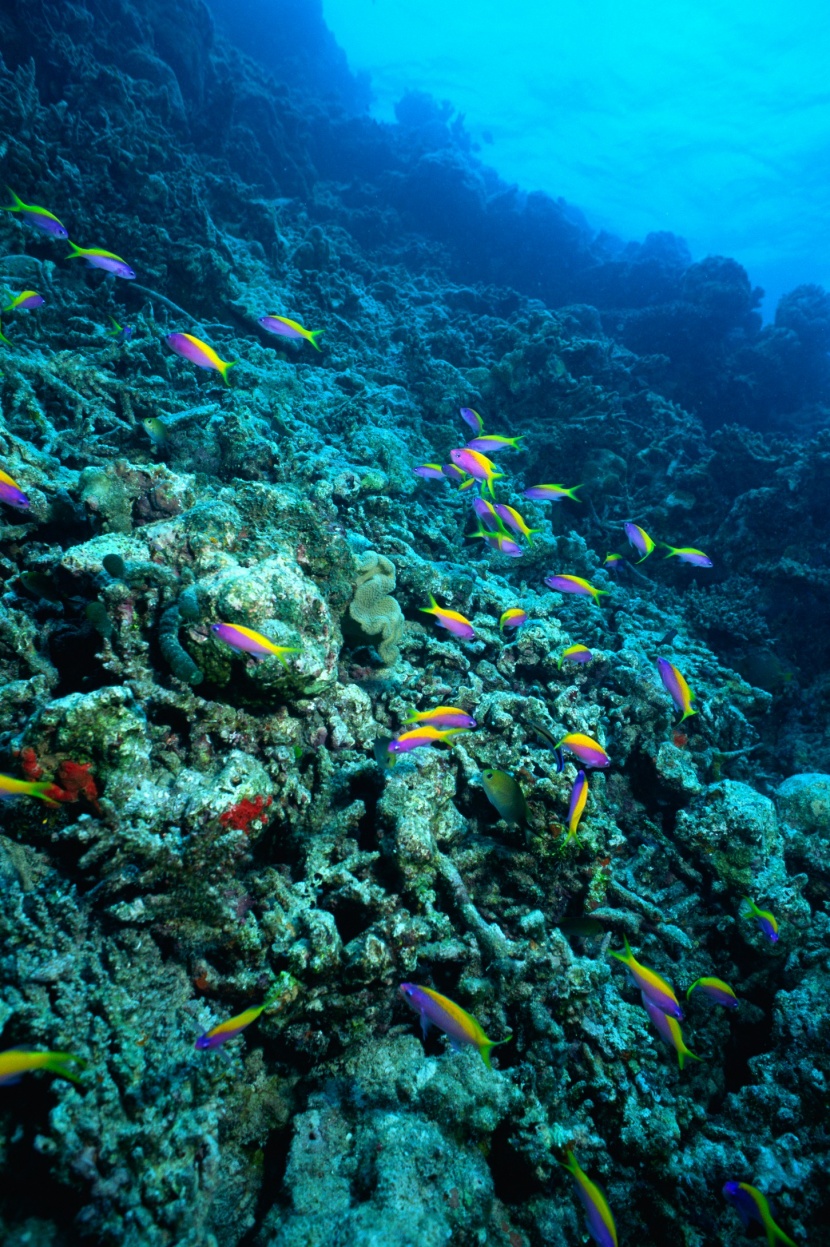 深海魚群圖片