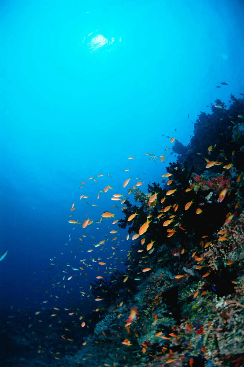 深海魚群圖片