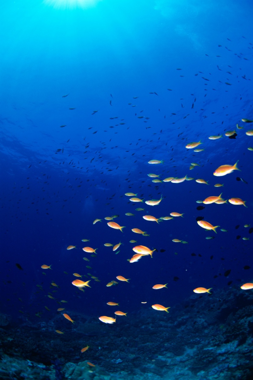 深海魚群圖片