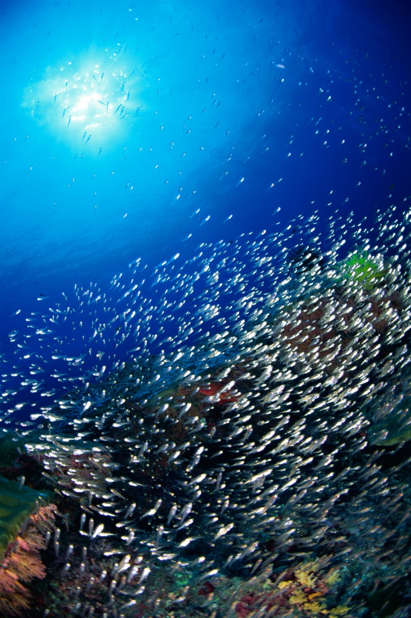 深海魚群圖片