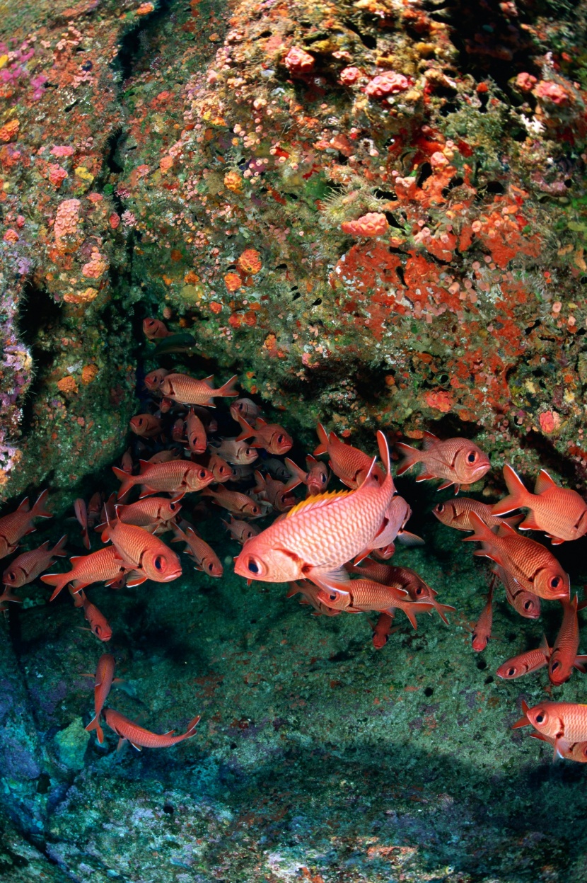 深海魚群圖片