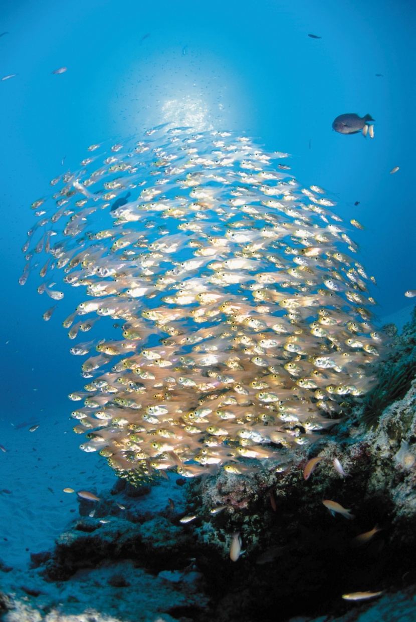 深海魚群圖片