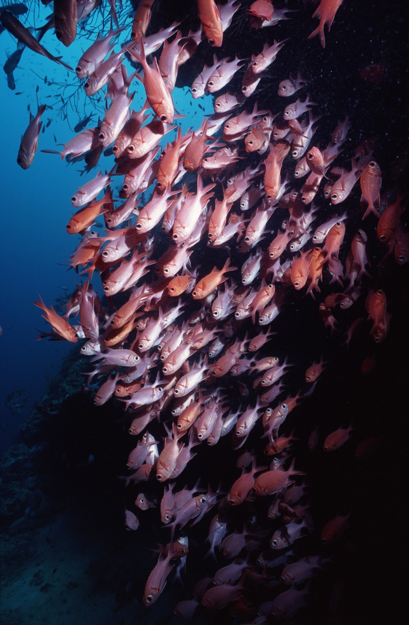 深海魚群圖片