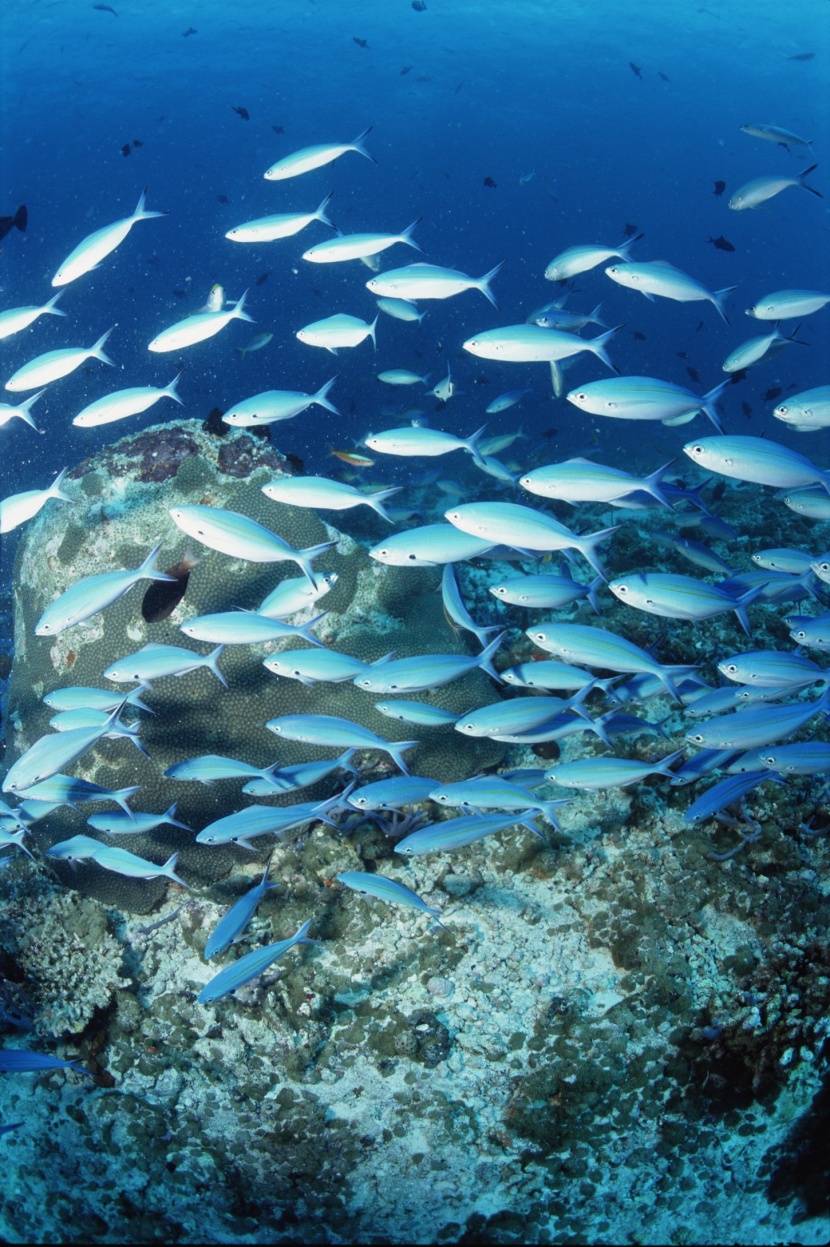 深海魚群圖片