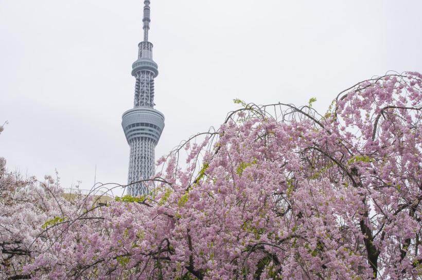 日本東京晴空塔建築風景圖片