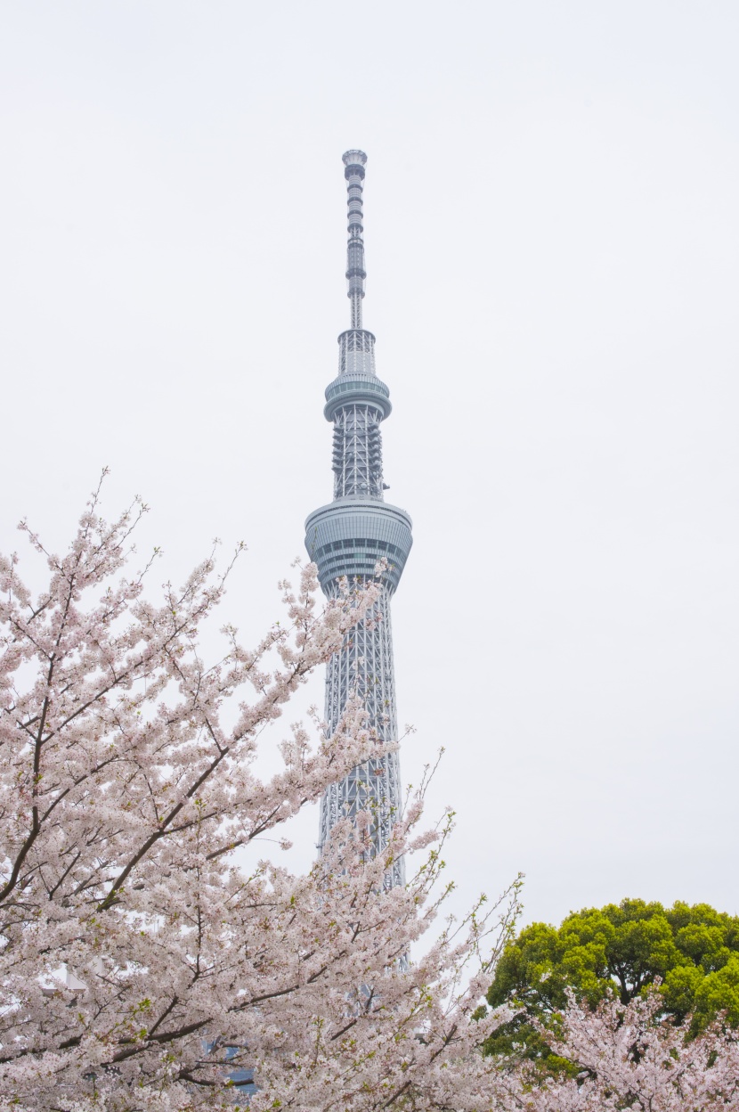 日本東京晴空塔建築風景圖片