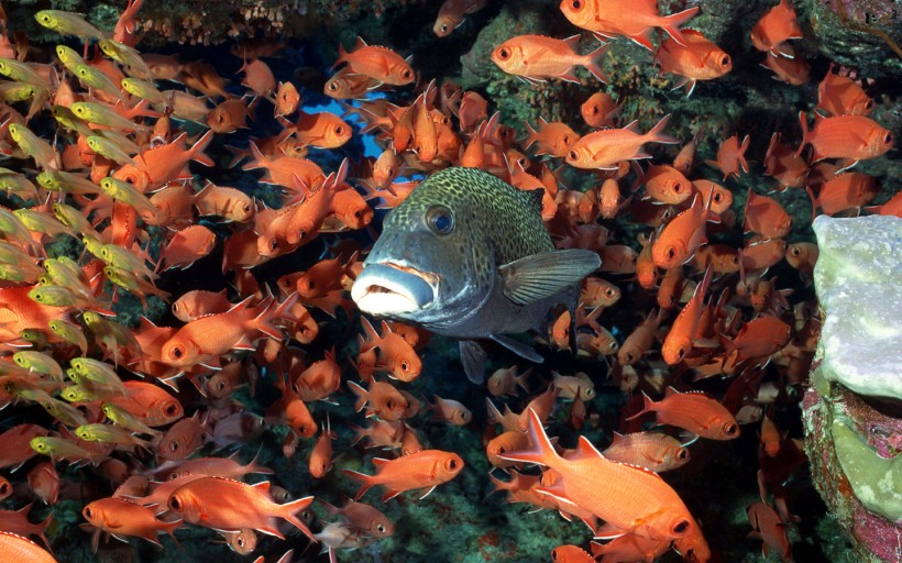 海底魚群圖片