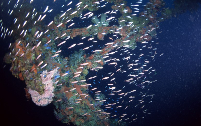 海底魚群圖片