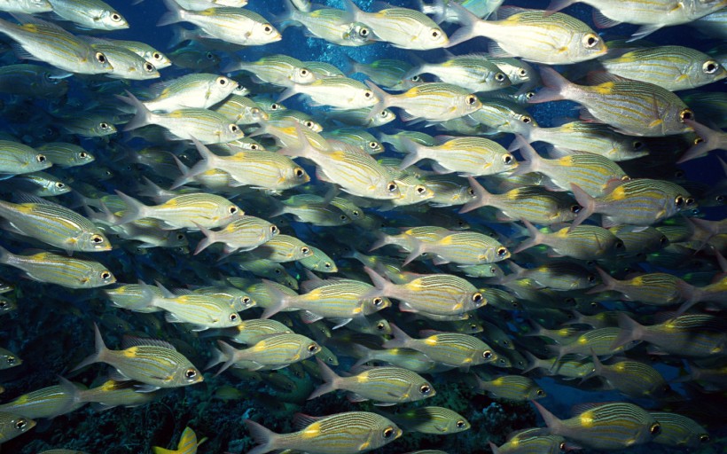 海底魚群圖片