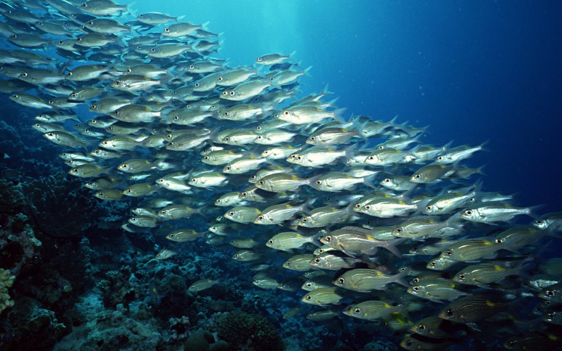 海底魚群圖片