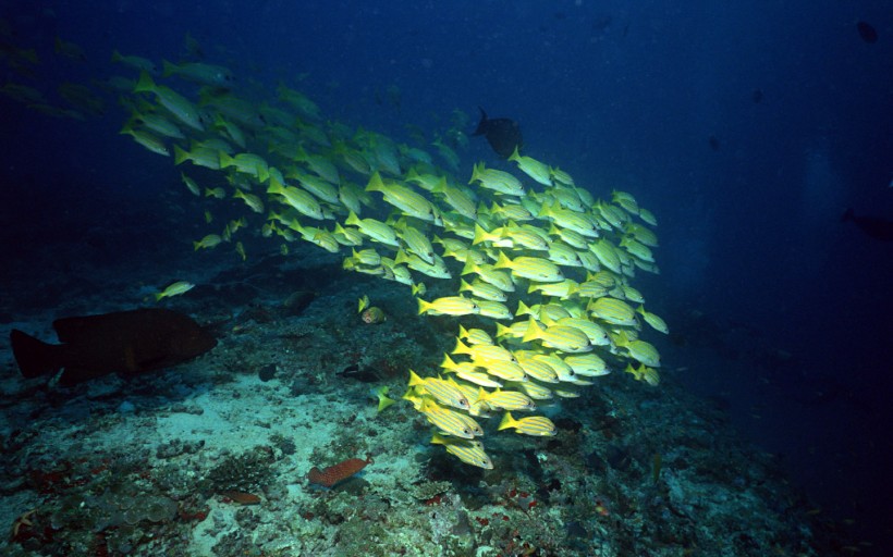 海底魚群圖片