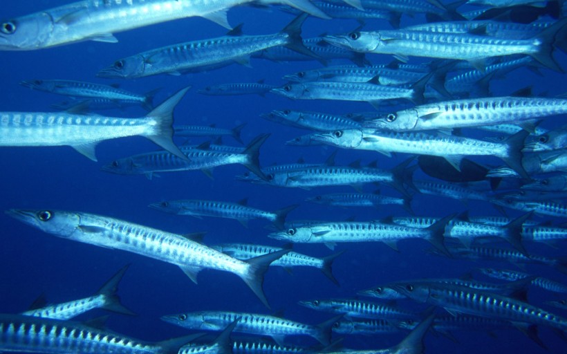 海底魚群圖片