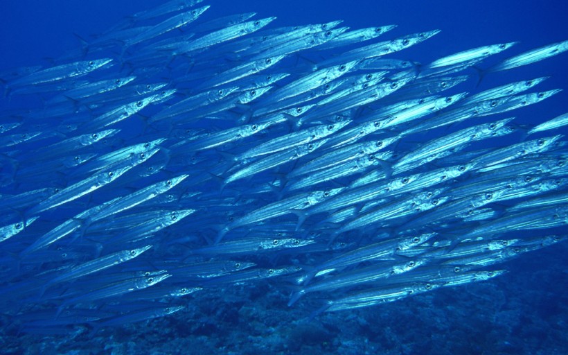 海底魚群圖片